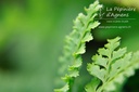 Polystichum setiferum - La pépinière d'Agnens