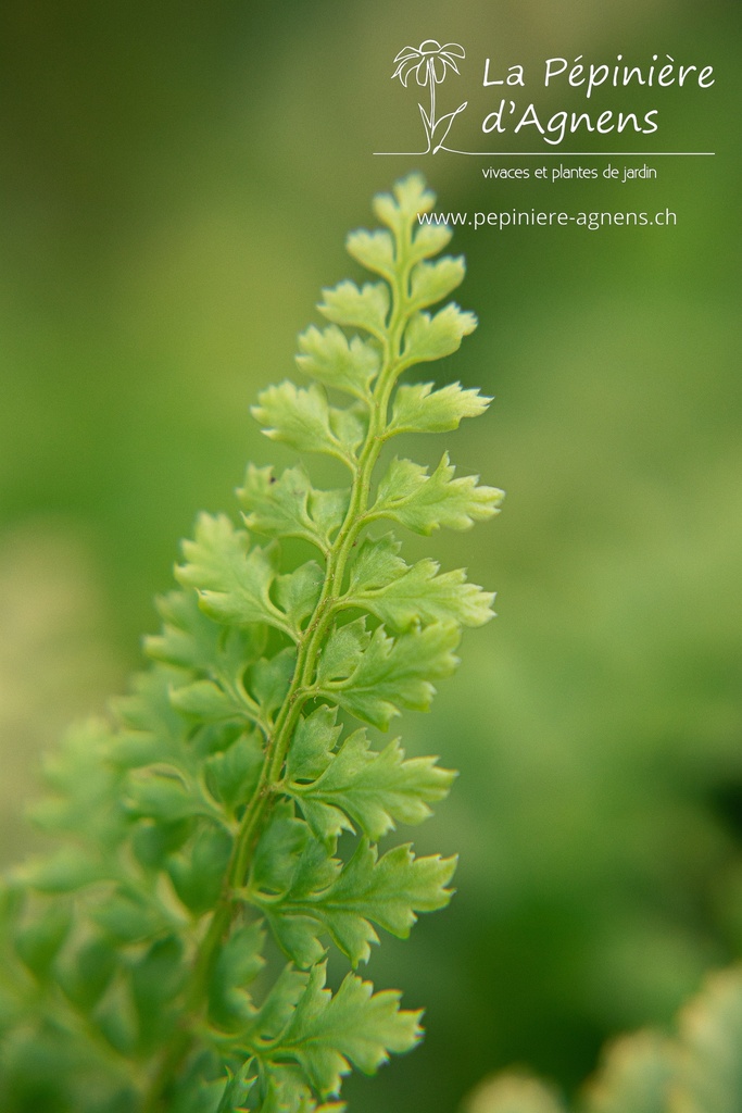 Polystichum setiferum - La pépinière d'Agnens