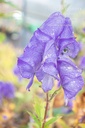 Aconitum carmichaelii 'Arendsii' - La Pépinière D'agnens