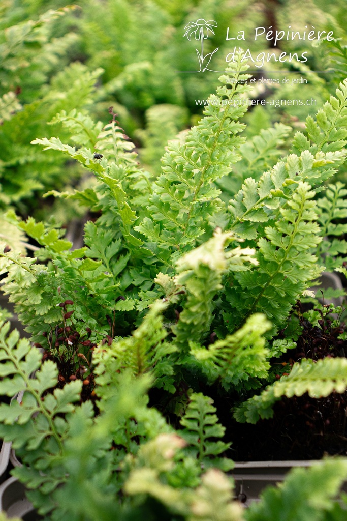 Polystichum setiferum - La pépinière d'Agnens