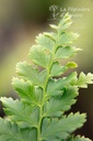 Polystichum setiferum 'Herrenhausen' - La pépinière d'Agnens