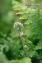 Polystichum setiferum 'Plumosum Densum' - La pépinière d'Agnens