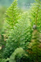 Polystichum setiferum 'Plumosum Densum' - La pépinière d'Agnens