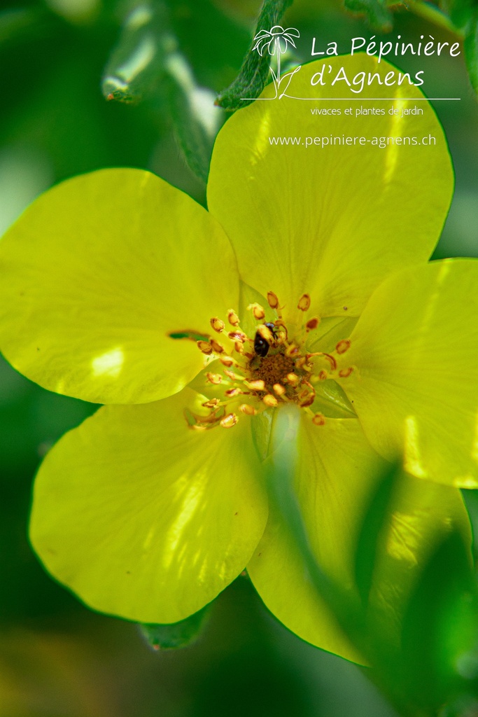 Potentilla fruticosa 'Goldfinger' - La pépinière d'Agnens