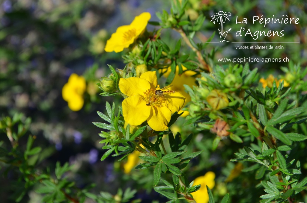 Potentilla fruticosa 'Goldfinger' - La pépinière d'Agnens