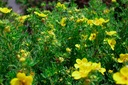 Potentilla fruticosa 'Goldfinger' - La pépinière d'Agnens