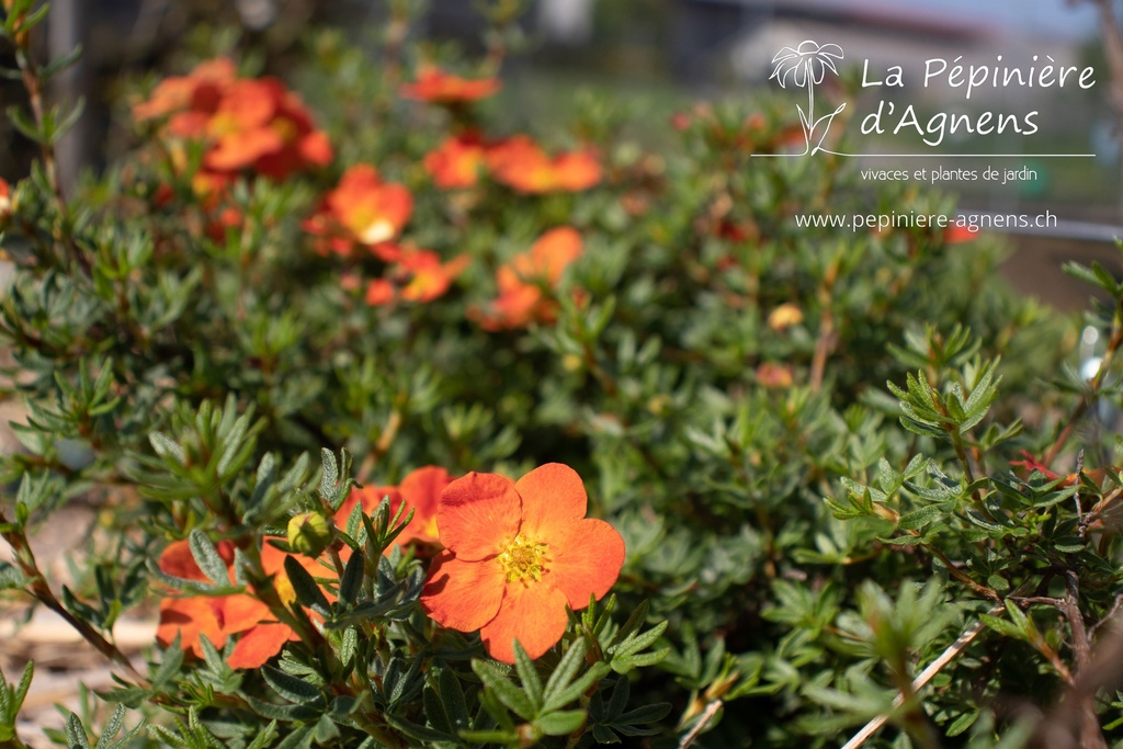 Potentilla fruticosa 'Red Ace' - La pépinière d'Agnens