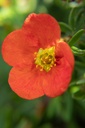 Potentilla fruticosa 'Red Ace' - La pépinière d'Agnens