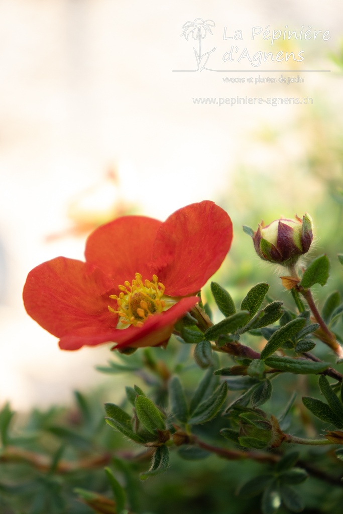 Potentilla fruticosa 'Red Ace' - La pépinière d'Agnens