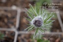 Pulsatilla vulgaris 'Rubra' - La pépinière d'Agnens
