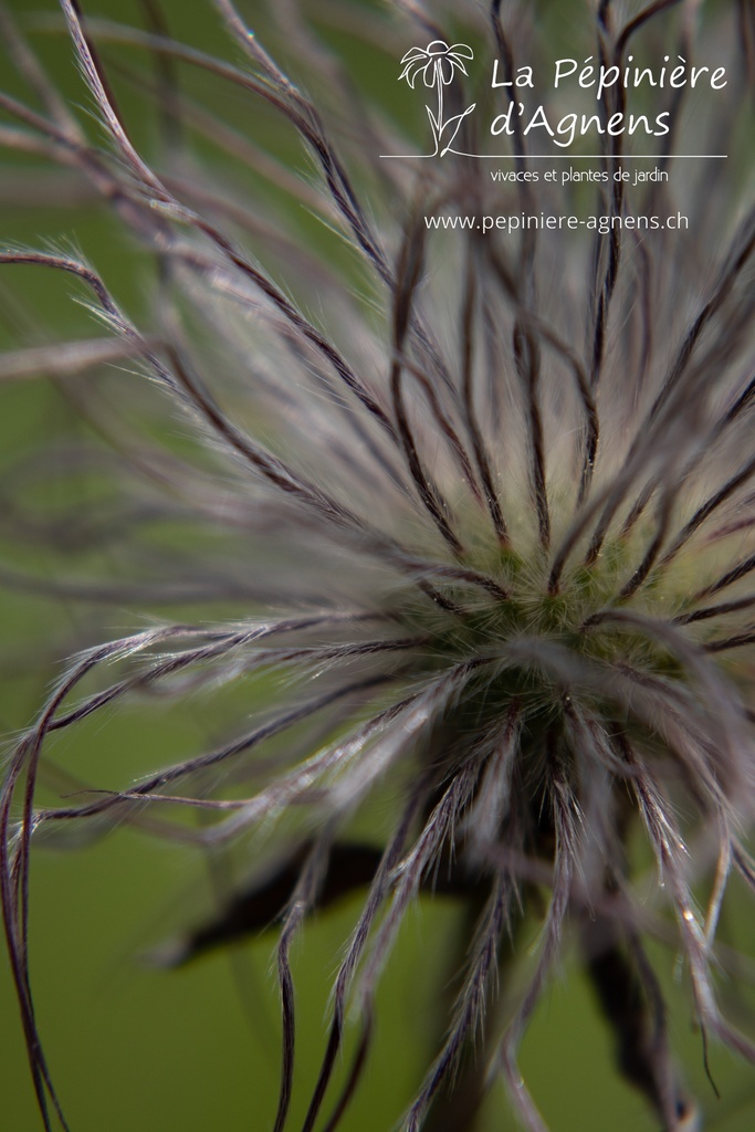 Pulsatilla vulgaris 'Rubra' - La pépinière d'Agnens