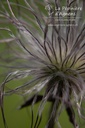 Pulsatilla vulgaris 'Rubra' - La pépinière d'Agnens
