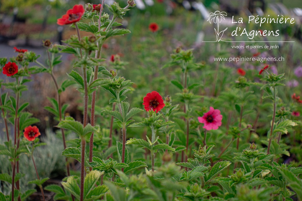 Potentilla hybride 'Gibson's Scarlet' - la Pépinière d'Agnens