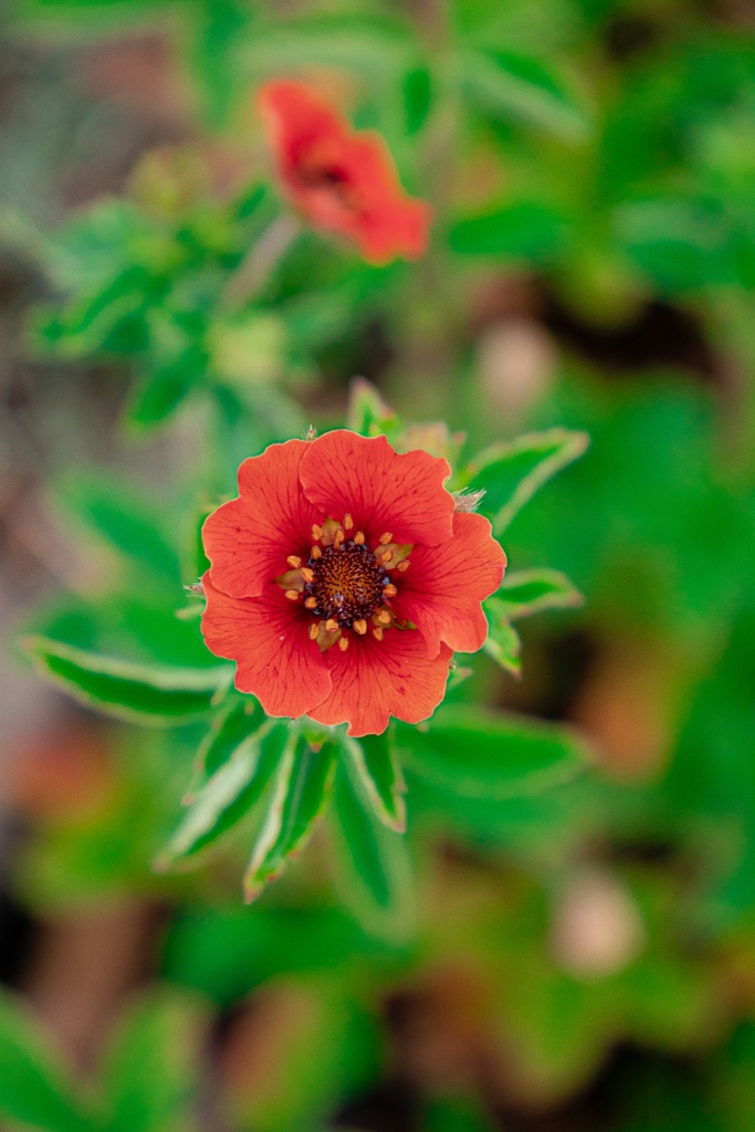 Potentilla hybride 'Gibson's Scarlet' - la Pépinière d'Agnens