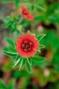 Potentilla hybride 'Gibson's Scarlet' - la Pépinière d'Agnens
