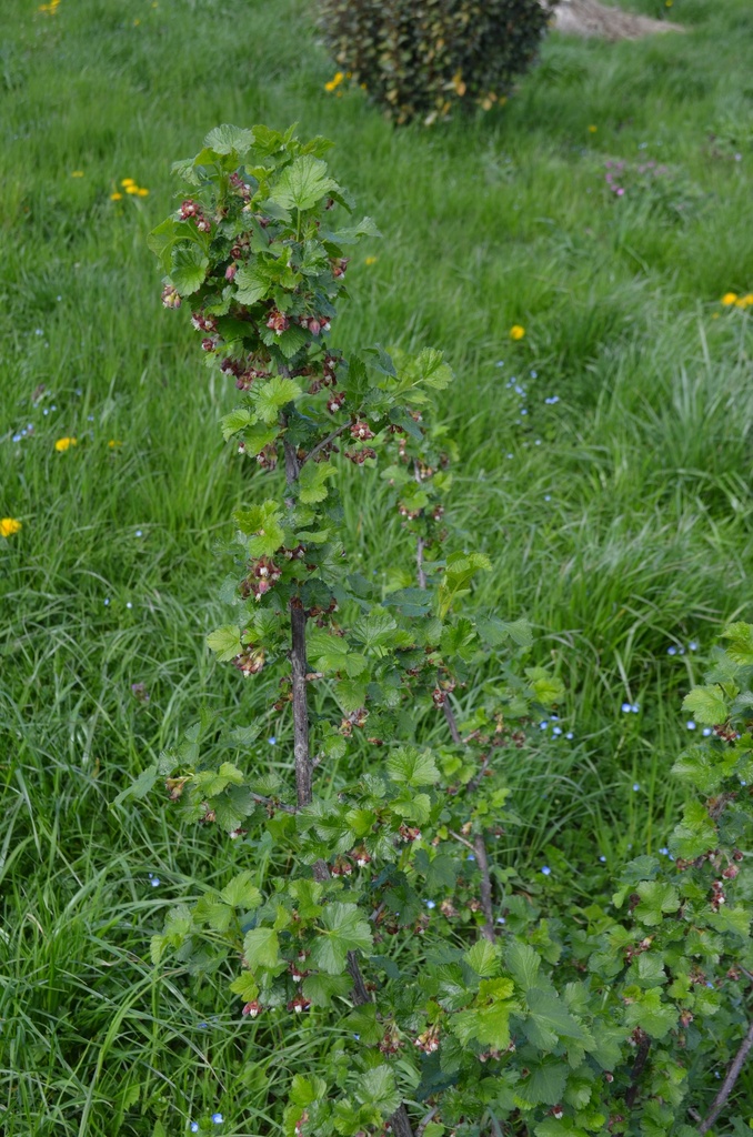 Ribes (1) nidigrolaria 'Josta' - la Pépinière d'Agnens