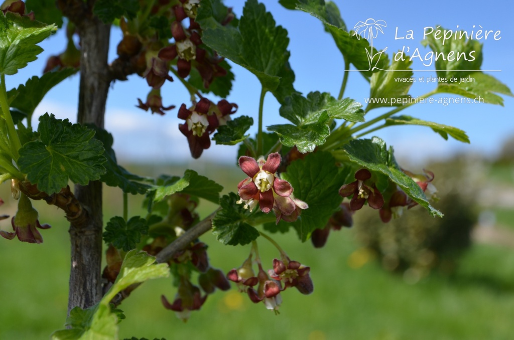 Ribes (1) nidigrolaria 'Josta' - la Pépinière d'Agnens