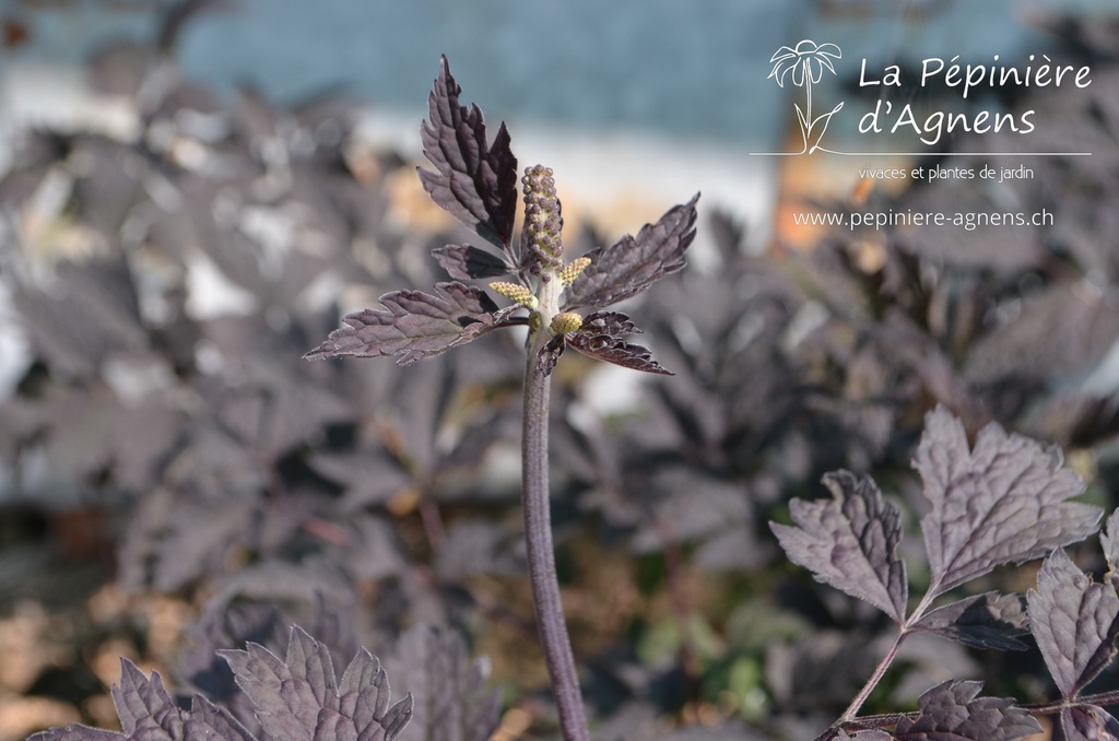 Actaea simplex 'Brunette' - La Pépinière D'agnens