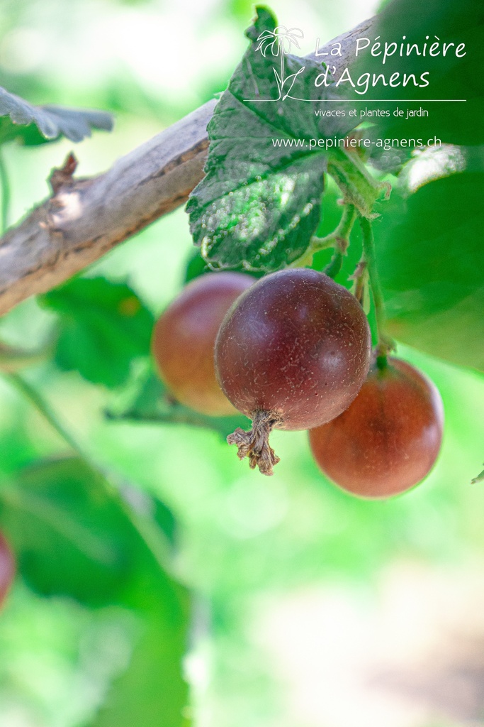 Ribes (1) nidigrolaria 'Josta' - la Pépinière d'Agnens
