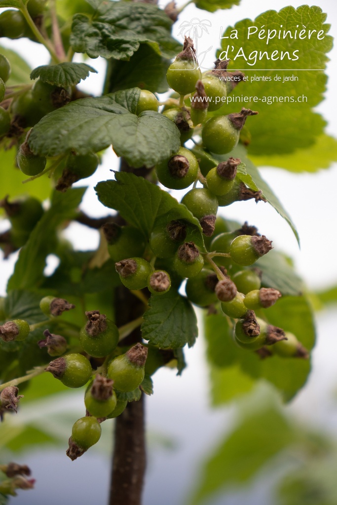 Ribes (2) nigrum 'Dr. Bauer's Ometa' - la Pépinière d'Agnens