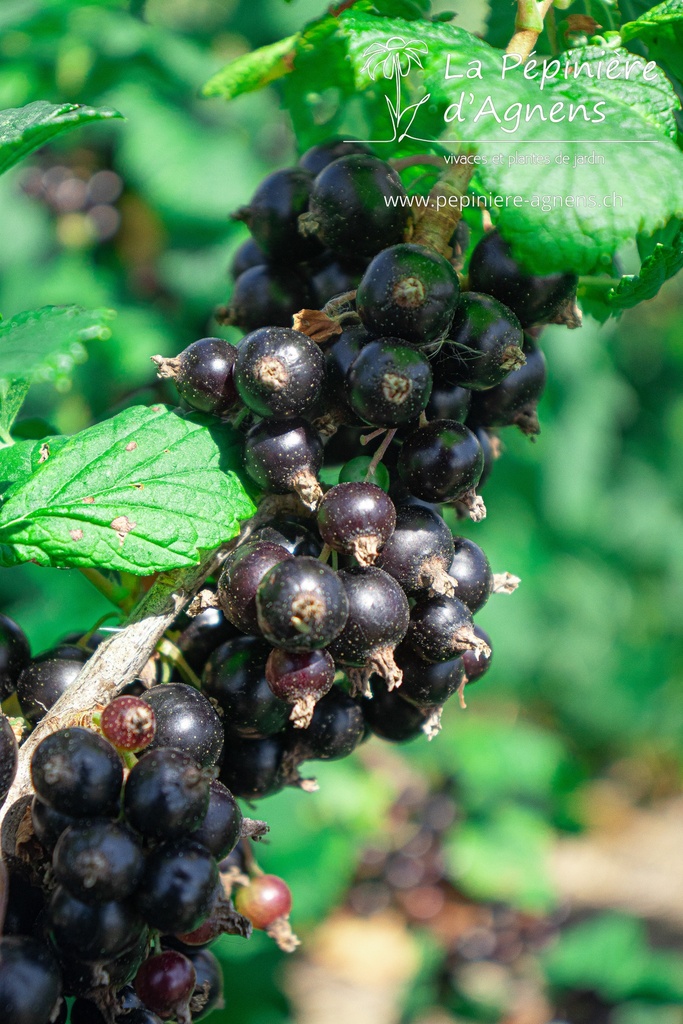 Ribes (2) nigrum 'Dr. Bauer's Ometa' - la Pépinière d'Agnens