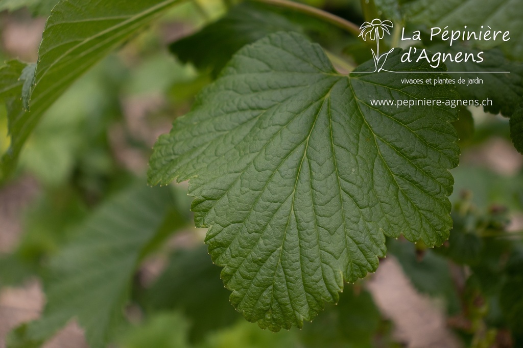 Ribes (2) nigrum 'Dr. Bauer's Ometa' - la Pépinière d'Agnens