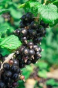 Ribes (2) nigrum 'Dr. Bauer's Ometa' - la Pépinière d'Agnens