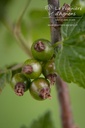 Ribes (2) nigrum 'Titania' - la Pépinière d'Agnens