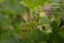 Ribes (3) rubrum 'Blanc de Versailles' - la Pépinière d'Agnens