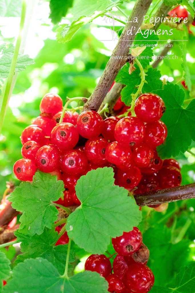 Ribes (3) rubrum 'Jonkheer van Tets' - la Pépinière d'Agnens