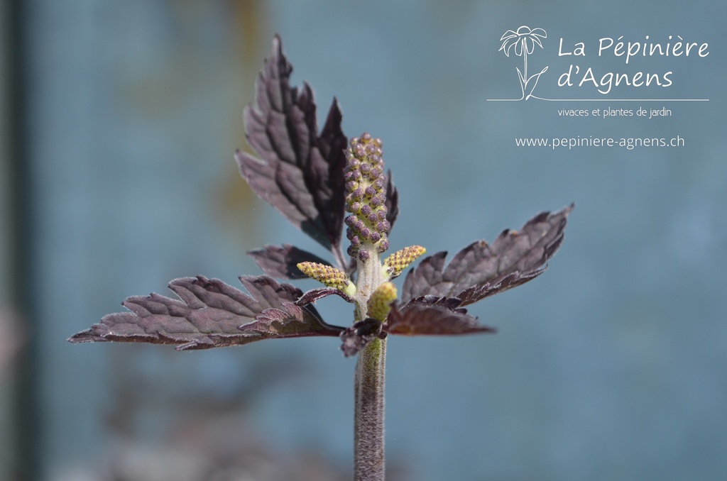 Actaea simplex 'Brunette' - La Pépinière D'agnens