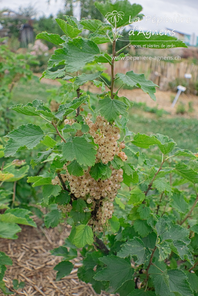 Ribes (3) rubrum 'Blanc de Versailles'- la Pépinière d'Agnens