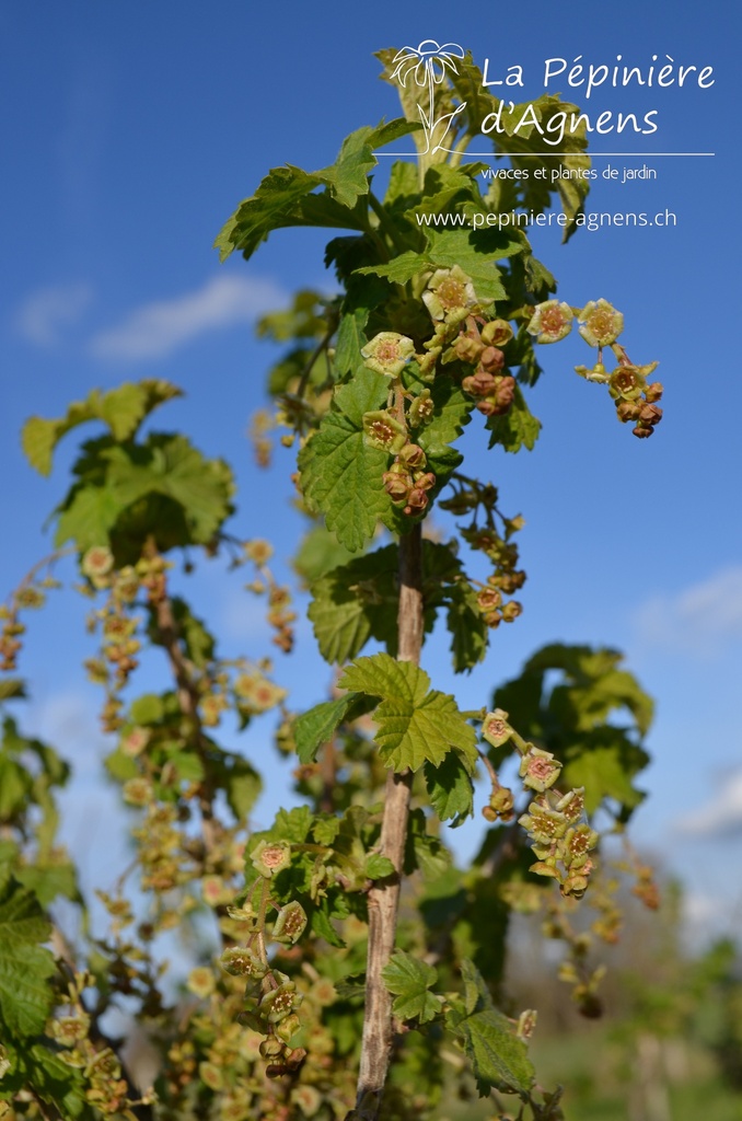 Ribes (3) rubrum 'Junifer'- la Pépinière d'Agnens