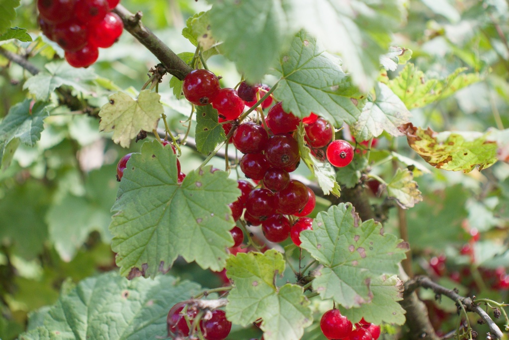 Ribes (3) rubrum 'Junifer'- la Pépinière d'Agnens