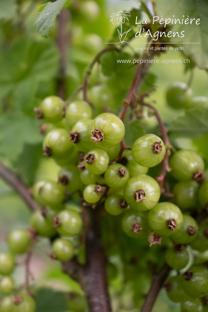 Ribes (3) rubrum 'Junifer'- la Pépinière d'Agnens