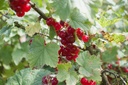 Ribes (3) rubrum 'Junifer'- la Pépinière d'Agnens