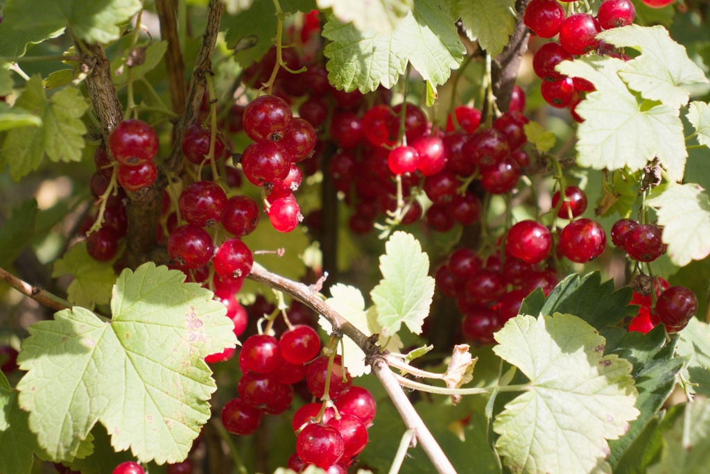Ribes (3) rubrum 'Junifer'- la Pépinière d'Agnens