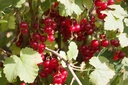 Ribes (3) rubrum 'Junifer'- la Pépinière d'Agnens