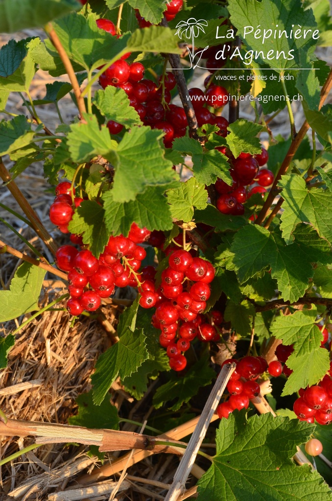 Ribes (3) rubrum 'Rovada'- la Pépinière d'Agnens