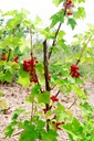 Ribes (3) rubrum 'Rovada'- la Pépinière d'Agnens