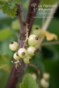 Ribes (3) rubrum 'Rovada'- la Pépinière d'Agnens