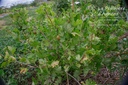 Ribes (4) uva-crispa 'Achilles'- la Pépinière d'Agnens