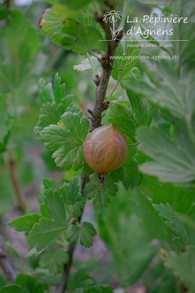 Ribes (4) uva-crispa 'Achilles'- la Pépinière d'Agnens