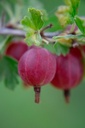 Ribes (4) uva-crispa 'Captivator'- la Pépinière d'Agnens