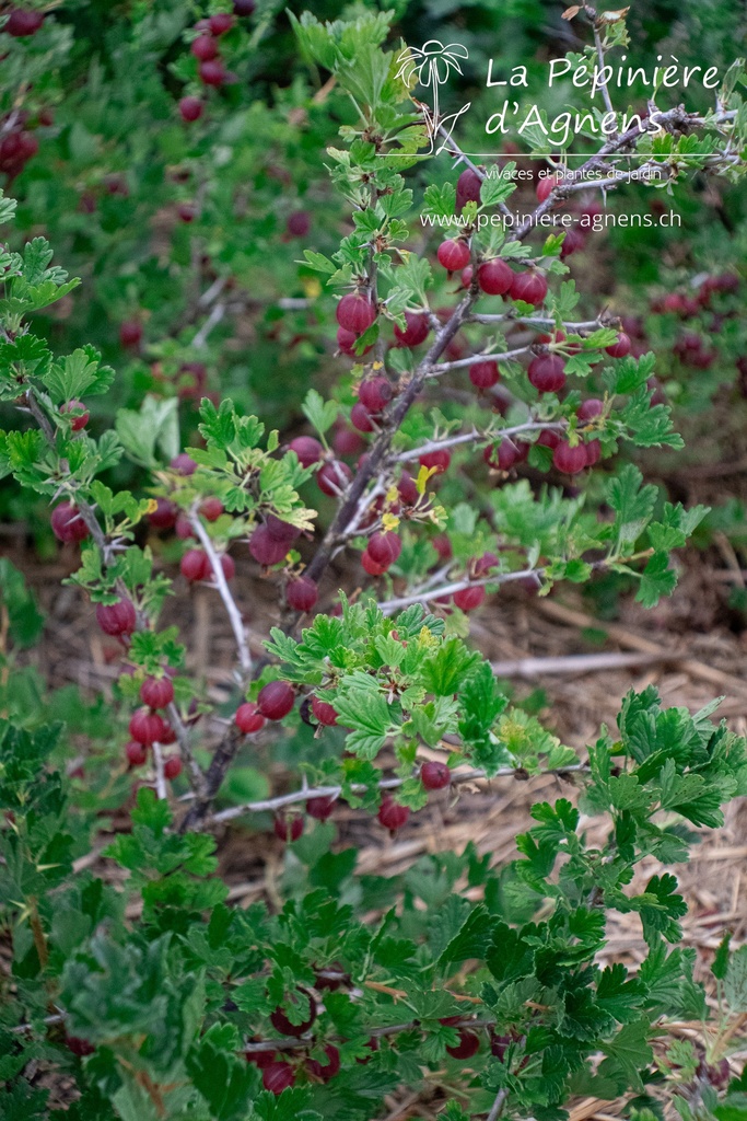 Ribes (4) uva-crispa 'Captivator'- la Pépinière d'Agnens