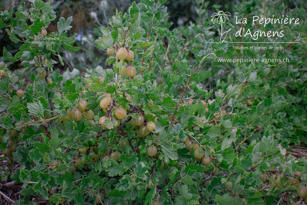 Ribes (4) uva-crispa 'Hinnonmäki jaune'- la Pépinière d'Agnens