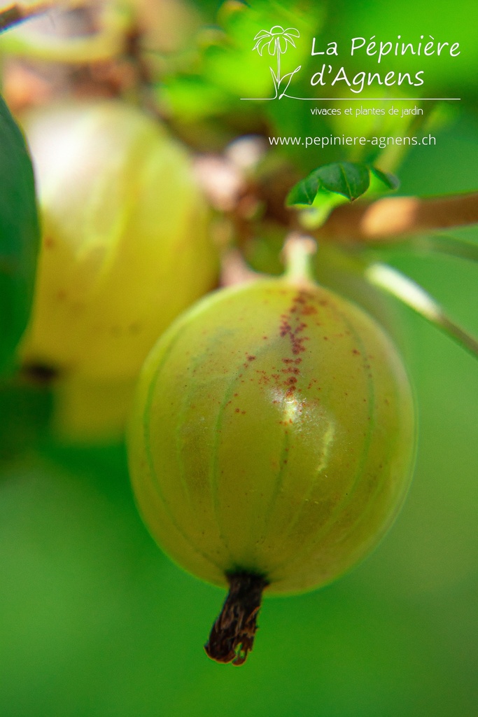 Ribes (4) uva-crispa 'Hinnonmäki jaune'- la Pépinière d'Agnens