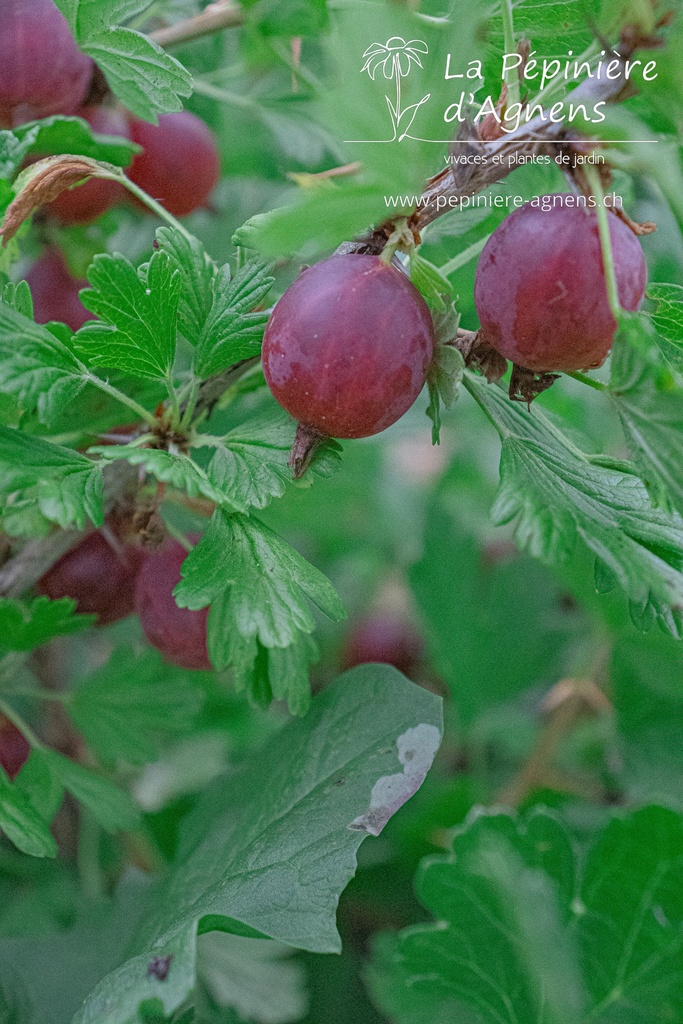 Ribes (4) uva-crispa 'Hinnonmäki rouge'- la Pépinière d'Agnens