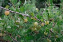 Ribes (4) uva-crispa 'Mucurines'- la Pépinière d'Agnens