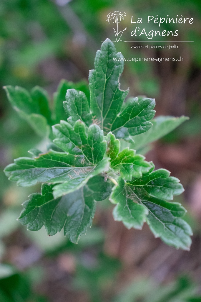 Ribes (4) uva-crispa 'Mucurines'- la Pépinière d'Agnens